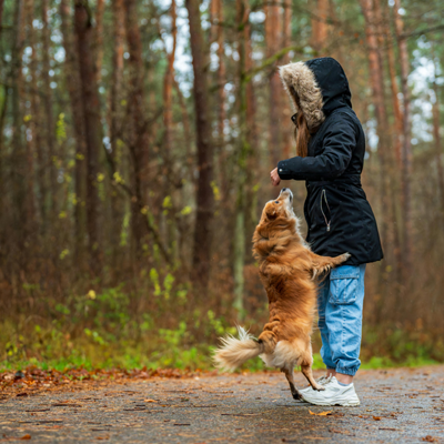 The Secret Life of Pets Movie Explained: Fun Facts, Characters, and Hidden Details for Fans